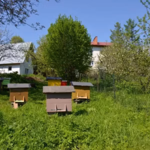 Ule na wsi pod Przemyślem