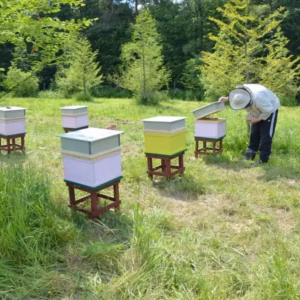 Przegląd uli na łące w lesie