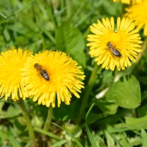 Pszczoły zbierają nektar z kwiatów
