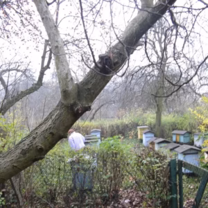 Pasieka w ogrodzie 2