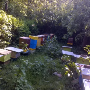 Pasieka w ogrodzie 1