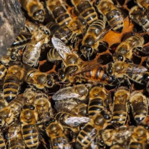 Pszczoły na ramce 1