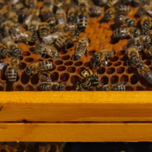 Pszczoły na ramce 2