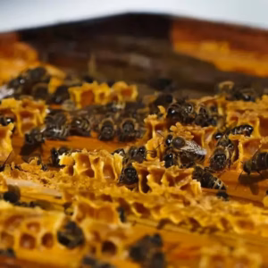 Pszczoły na ramce 3